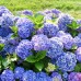 Саженцы Гортензии "Блауэр цверг": цена и описание сорта