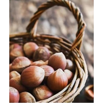 Фундук "Ламберта": фото и описание сорта